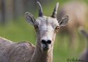 Ovis Canadensis